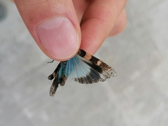 Oedipodinae