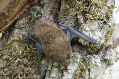 Pipistrellus