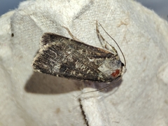 Agrotis trux