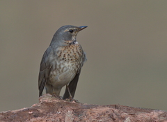 Turdus ruficollis