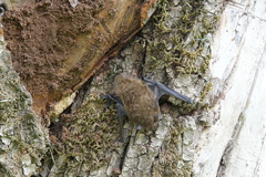 Pipistrellus