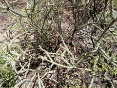 Cylindropuntia × vivipara