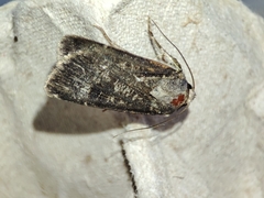 Agrotis trux