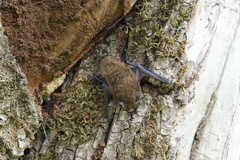 Pipistrellus