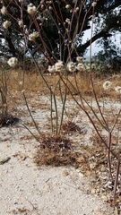Eriogonum nudum auriculatum