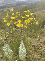 Osteospermum corymbosum