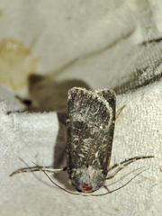 Agrotis trux