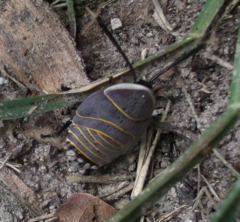 Rochaina mexicana