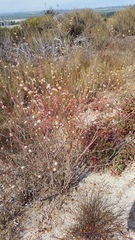 Eriogonum nudum auriculatum