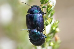 Chrysolina coerulans