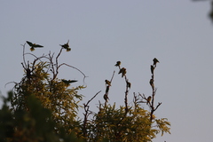 Psitteuteles versicolor