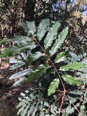 Cupaniopsis newmanii