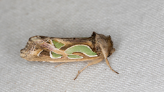 Cosmodes elegans