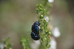 Chrysolina coerulans