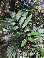 Cupaniopsis newmanii