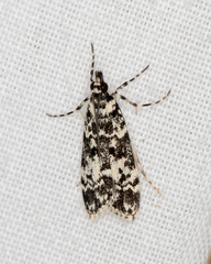 Scoparia exhibitalis