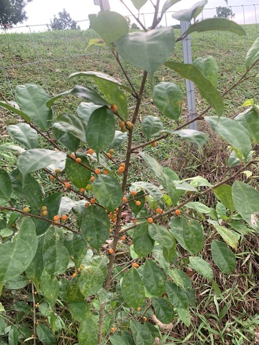 Image of Ficus heteropleura by (c) scallions, some rights reserved (CC BY)