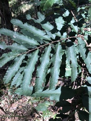 Cupaniopsis newmanii