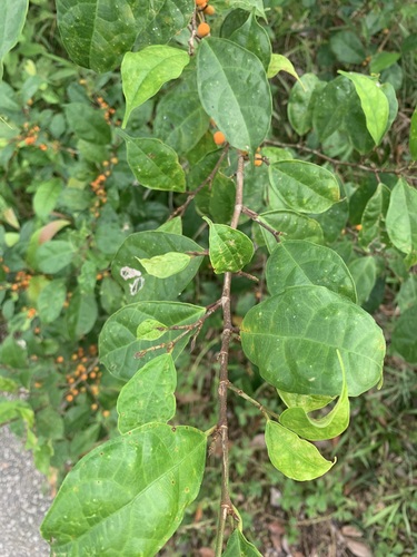 Image of Ficus heteropleura by (c) scallions, some rights reserved (CC BY)
