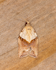 Epiphyas postvittana