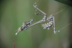Empusa fasciata