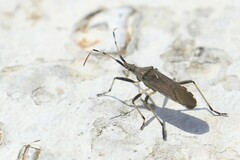 Dicranocephalus albipes