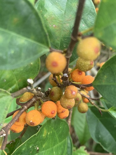 Ficus heteropleura (Ficus heteropleura)