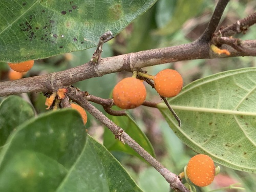 Image of Ficus heteropleura by (c) scallions, some rights reserved (CC BY)