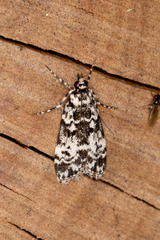 Scoparia exhibitalis