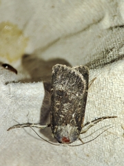 Agrotis trux