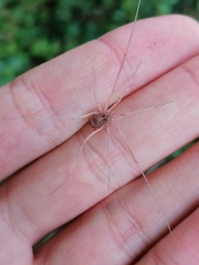 Opiliones