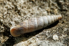 Clausiliidae