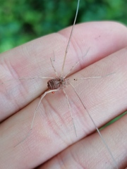 Opiliones