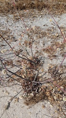 Eriogonum nudum auriculatum