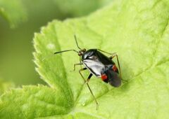 Deraeocoris ruber