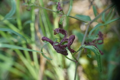 Aceria vitalbae