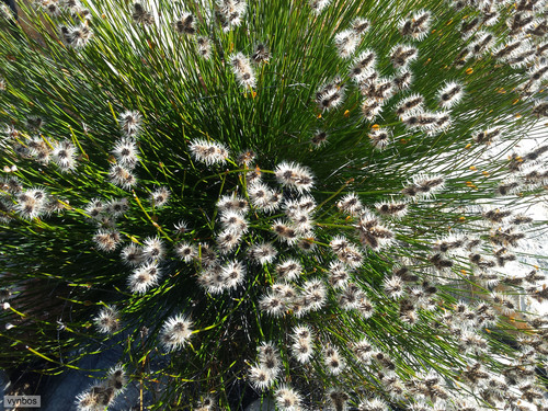 Askidiosperma capitatum (Askidiosperma capitatum)