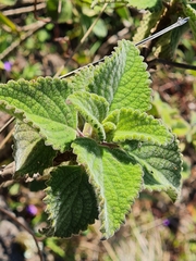 Coleus