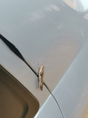 Stenocatantops splendens