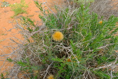 Pteronia onobromoides