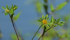 Bidens vulgata