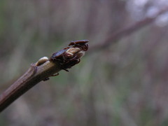 Dermacentor variabilis