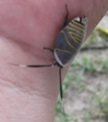 Rochaina mexicana