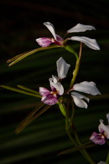 Diuris alba