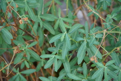 Euphorbia fragifera