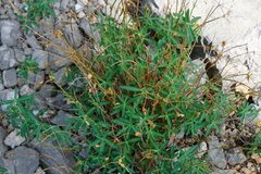 Euphorbia fragifera