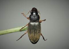 Harpalus
