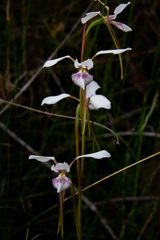 Diuris alba