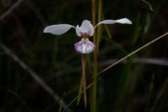 Diuris alba