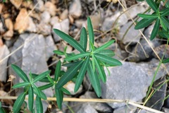 Euphorbia fragifera